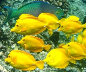 DELUXE-DOLPHIN-SWIM-image-3