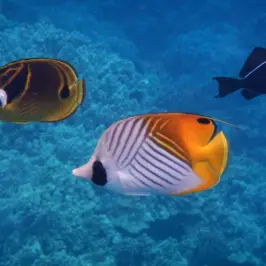 exotic fish swimming