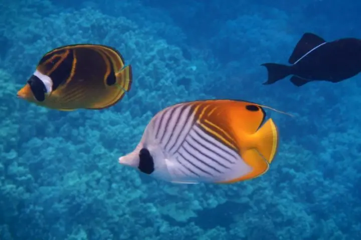 exotic fish swimming