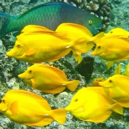 group of yellow tang swimming