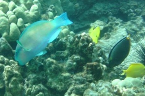 group of fish swimming on coral reefs