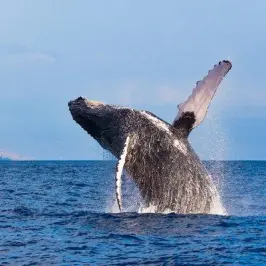 grey whale breeching