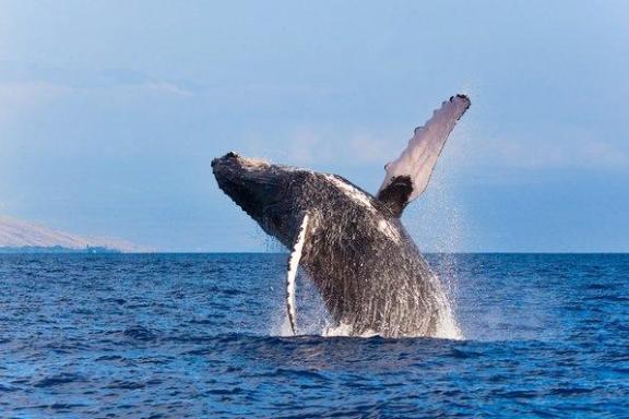 grey whale breeching