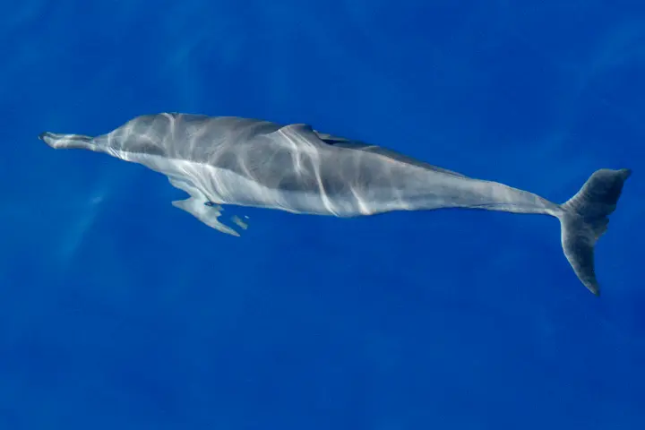 single dolphin swimming in blue water