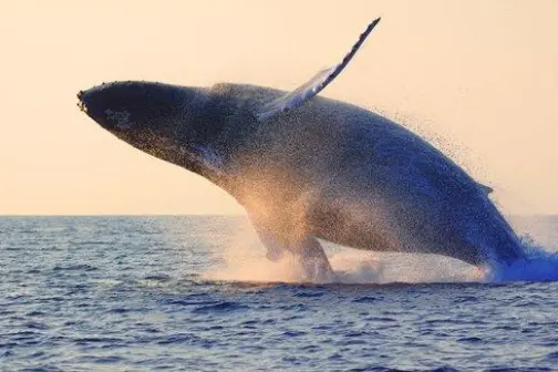grey whale breeching