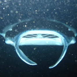manta ray mouth up close