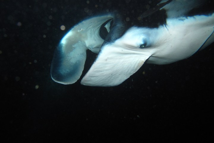 side view manta ray mouth up close