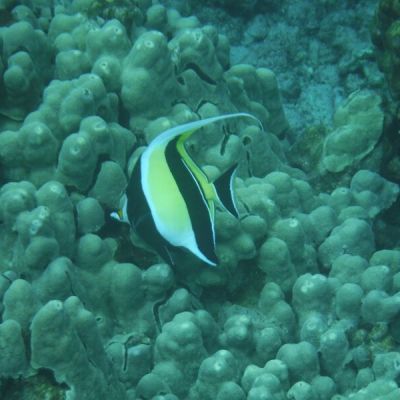 small single angelfish