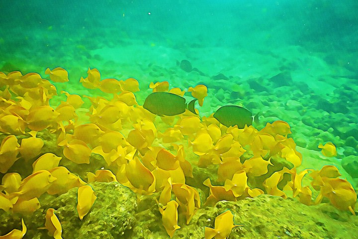 underwater view of a coral