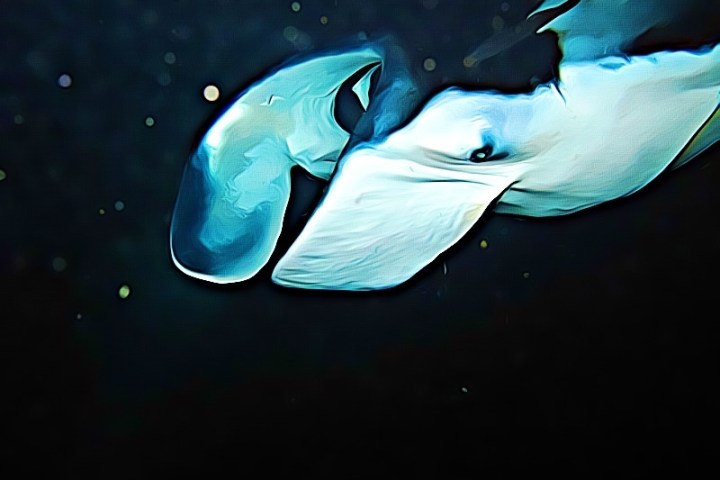 a fish swimming under water